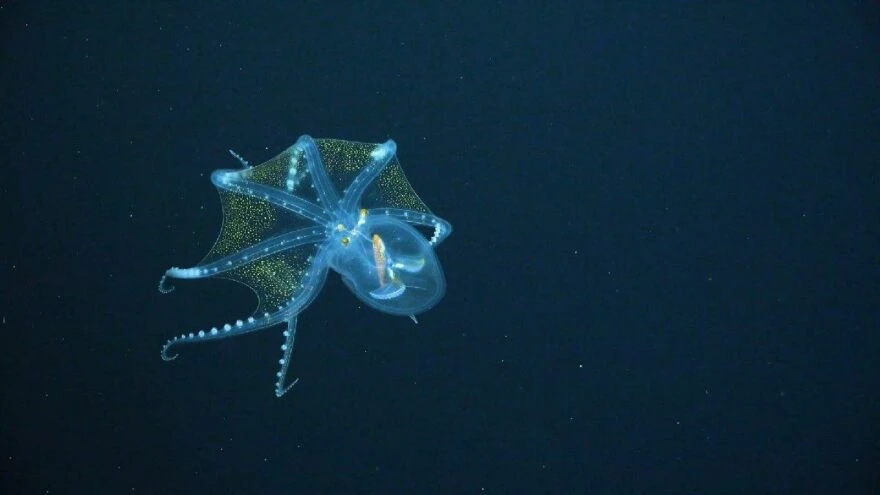 Bu da saydam ahtapot: İç organları bile görülebiliyor